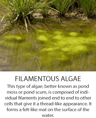 filamentousalgae