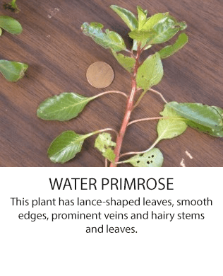 WaterPrimrose