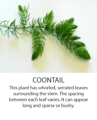 Coontail