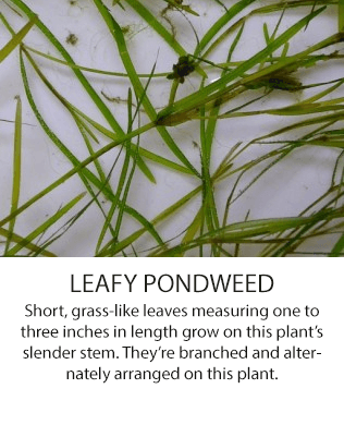 Leafypondweed