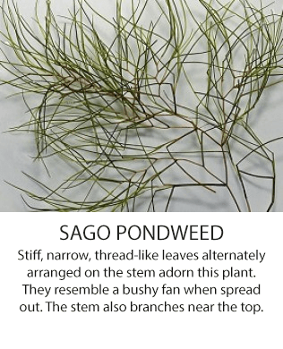 SagoPondweed